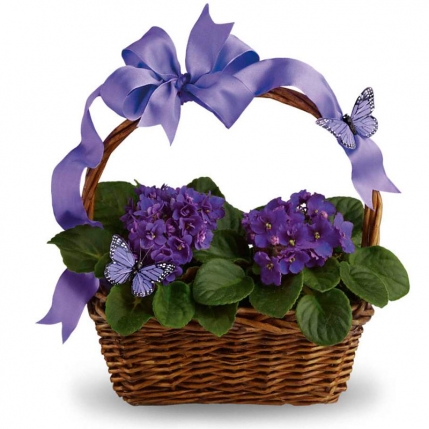 Cesta de violetas 