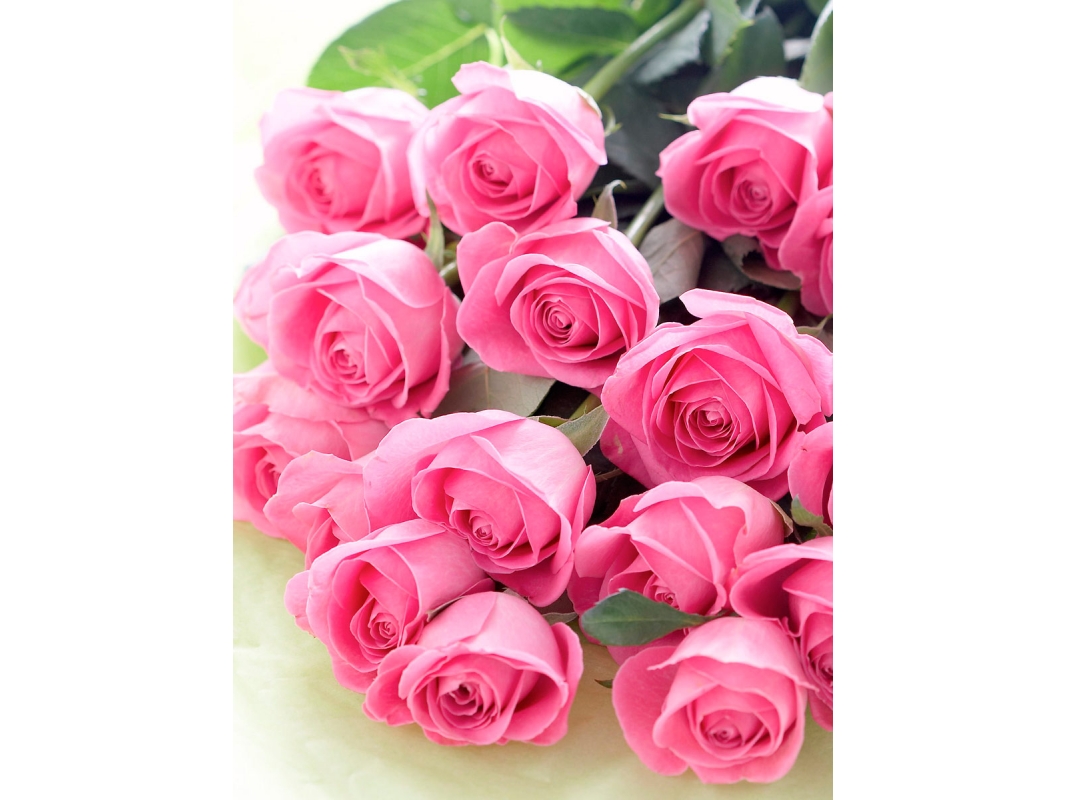 de Rosas de color Rosa