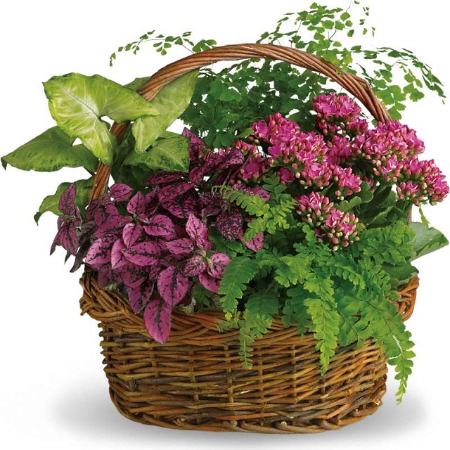 Foto Flower Basket Field Aromas