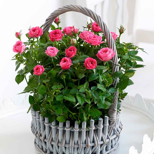 Foto ROSA ROSA BASKET