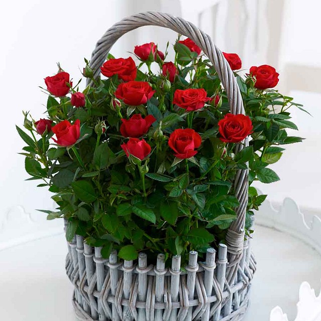 Foto Red Rosas Basket