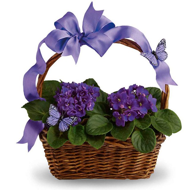 Foto Violet basket